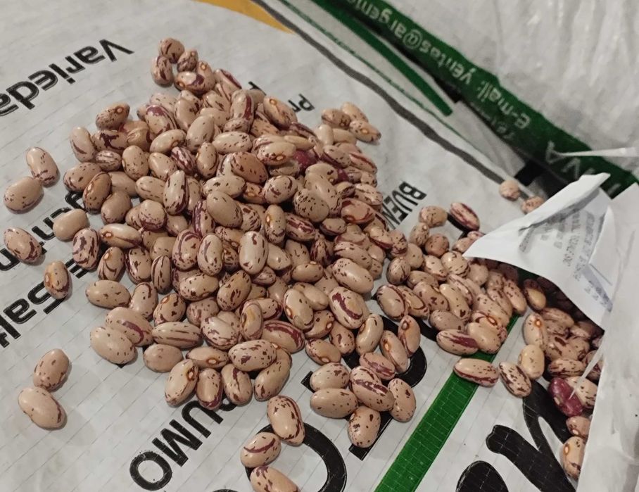 Fasole pestriță Argentina