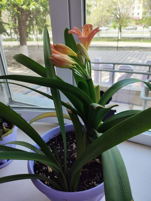 Комнатные цветы, торг уместен