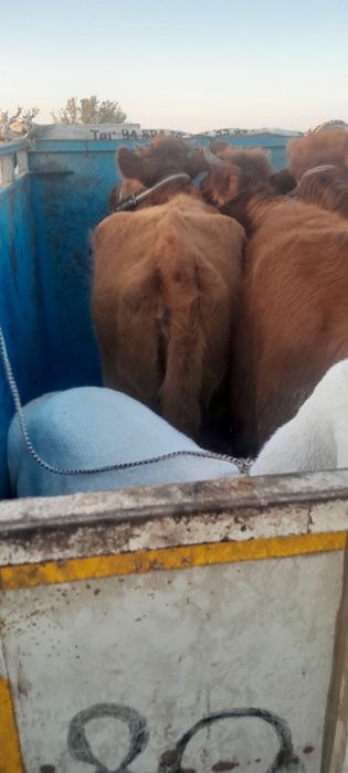 Xonaki Qo‘y va qo‘chqor sotiladi