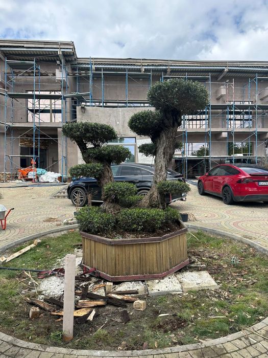 Spiral Tuia PonPon Magnolia Grandiflora Palmier Trachycarpus mesteacan