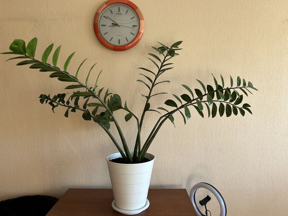 Продам два замиокулькаса ( долларовое дерево)