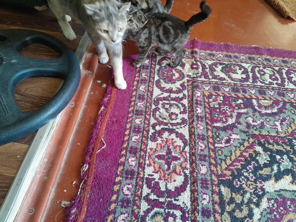 Котята в хорошие руки