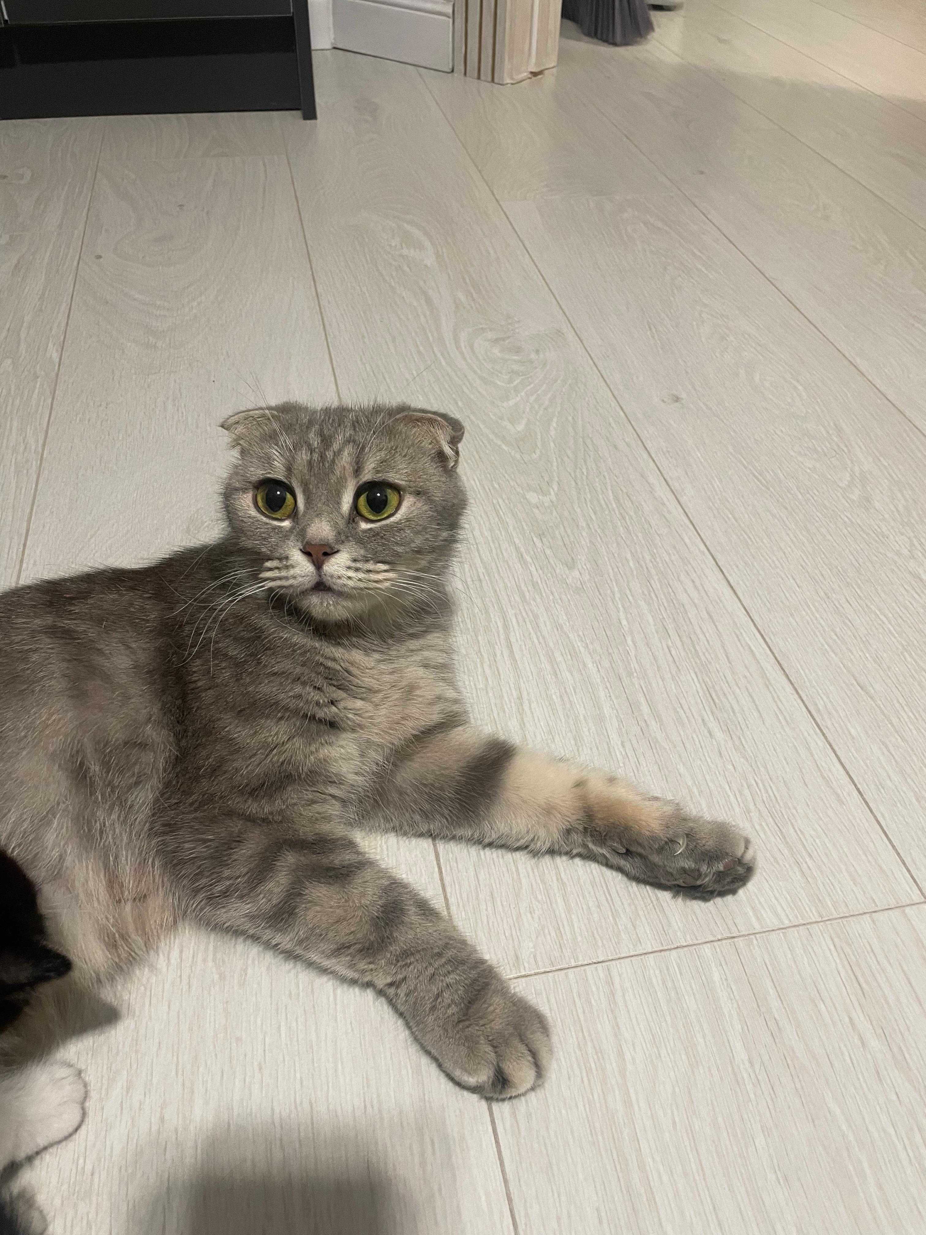 отдам шотланскую вислоухую кошку хорошим добрым хозяивам
