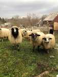 OI de vanzare, Budesti, Maramures
