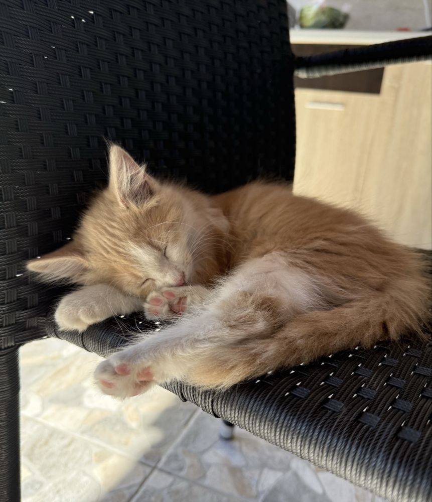 Подарявам малки котенца