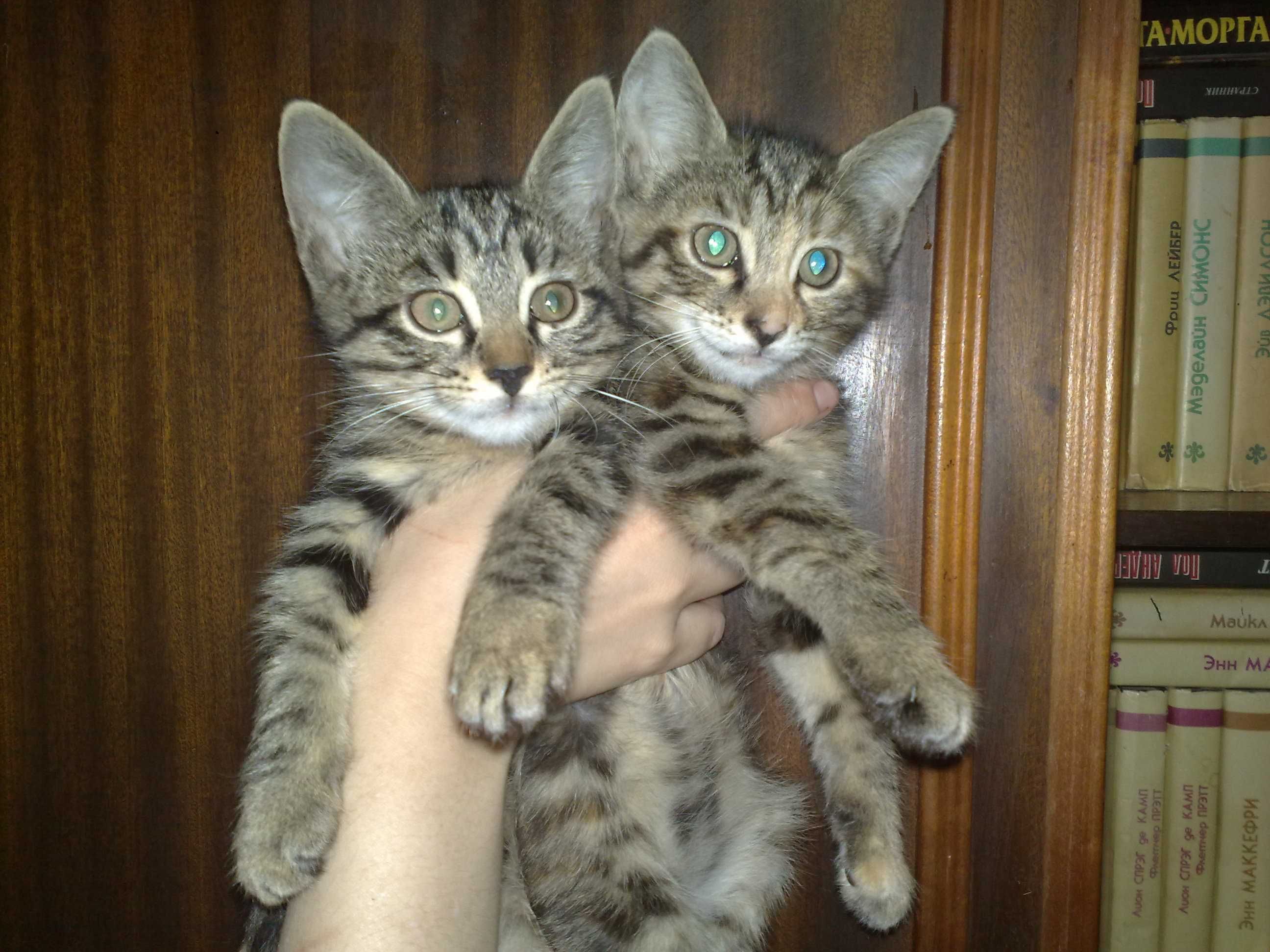 Ласковые домашние котята, 3 месяца.