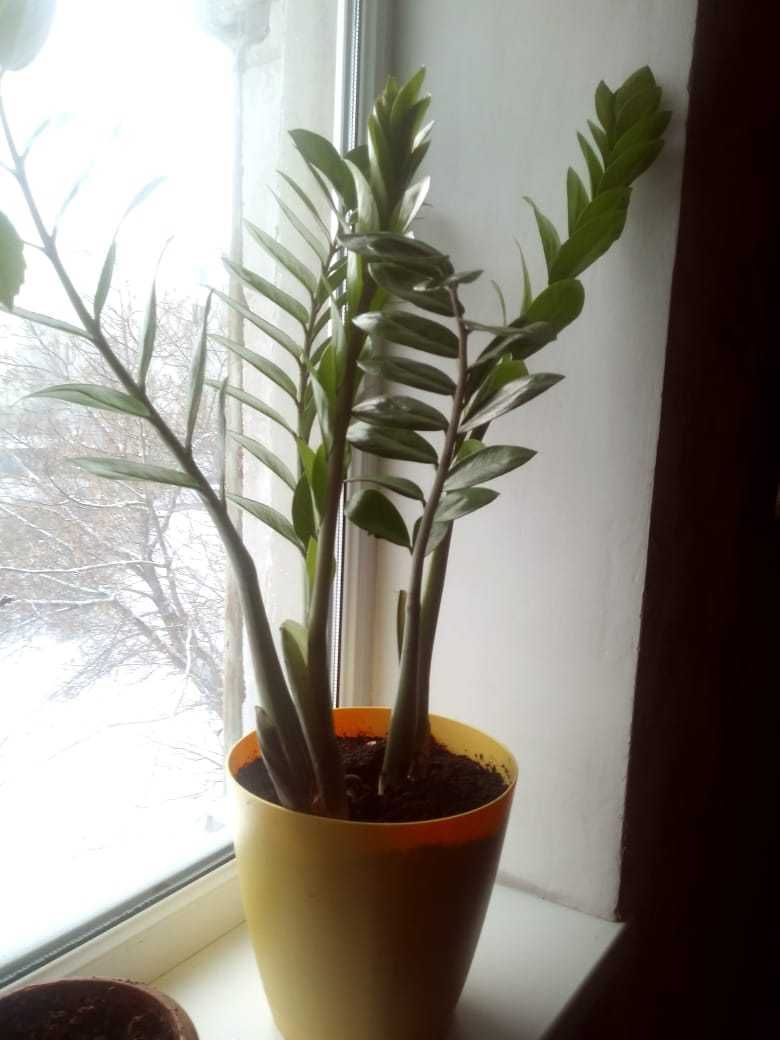Замиокулькас, комнатное растение