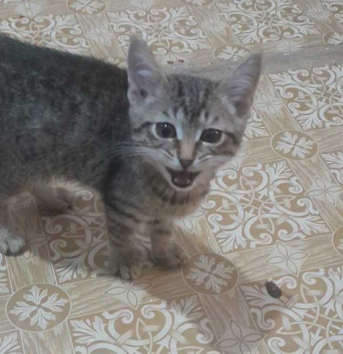 Котёнок мальчик.