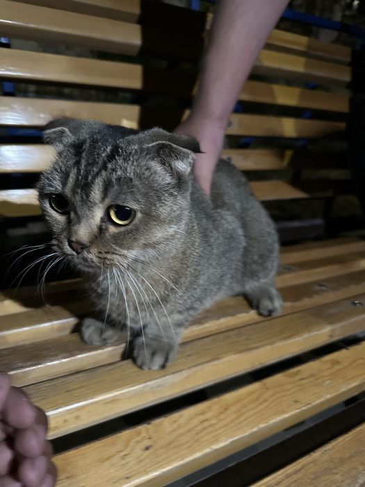 Кот шотландский вислоухий