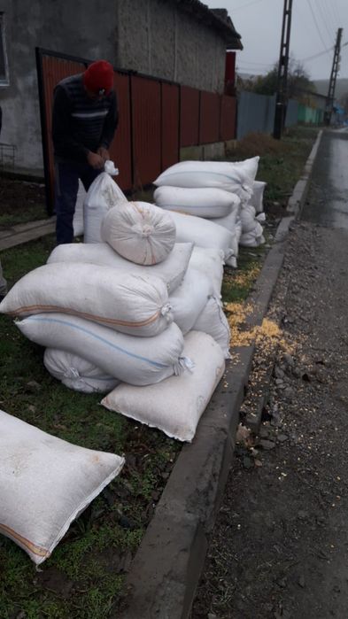 Vând porumb boabe 1 leu kg