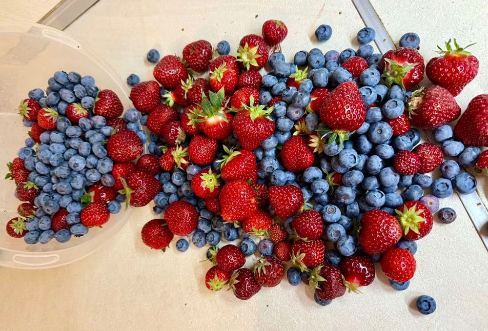 Разсад ягоди и малини