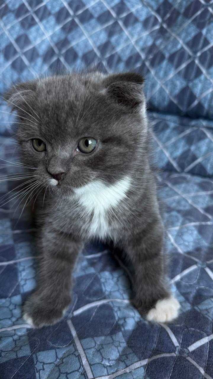 Котята скоттиш фолд! Очень игривые и добрые! Отличный друг!