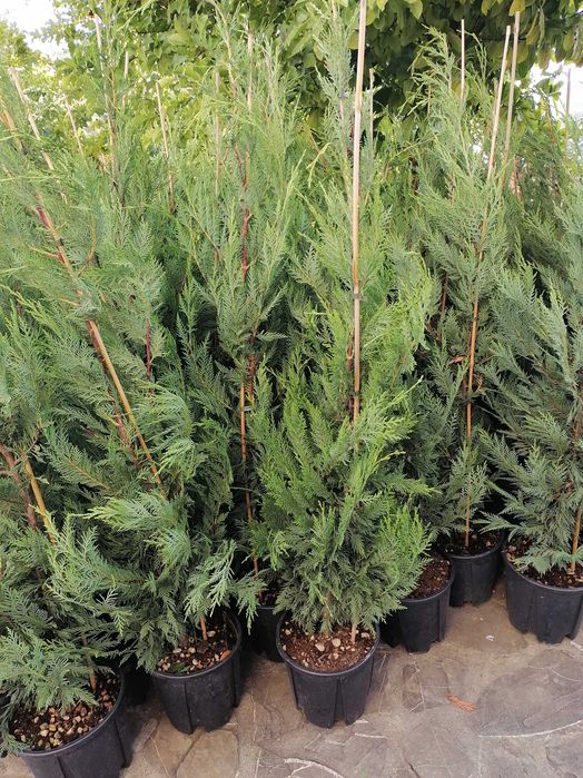 Tuia leylandi 1,6m 2,2m