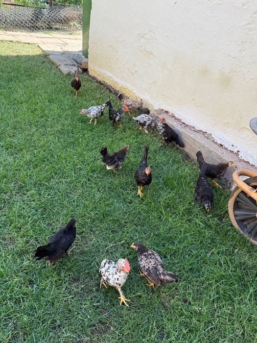 Gaini/Lilici/Pitici de vanzare