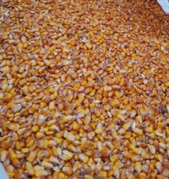 Porumb boabe 2025.  1 leu/kg