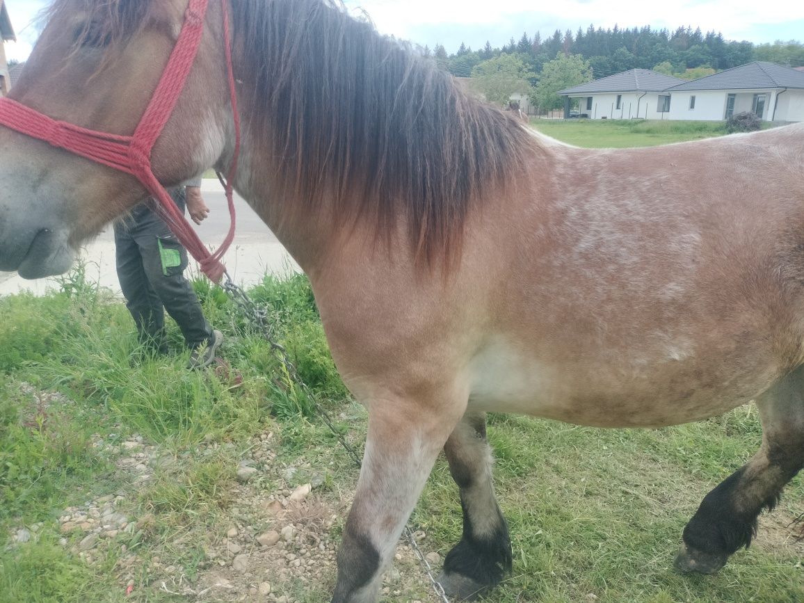 Vând mânza ardeneză de doi ani cu ochi de Polonia