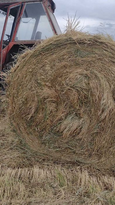 Baloți rotunzi de iarbă, fân 1,7x1,2 m