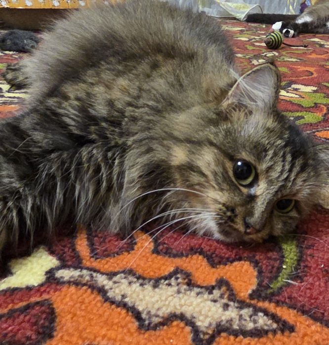 Шикарная девочка сибирской породы  11 месяцев