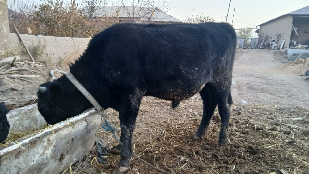 Угизча сотилади еб ичиши яхши