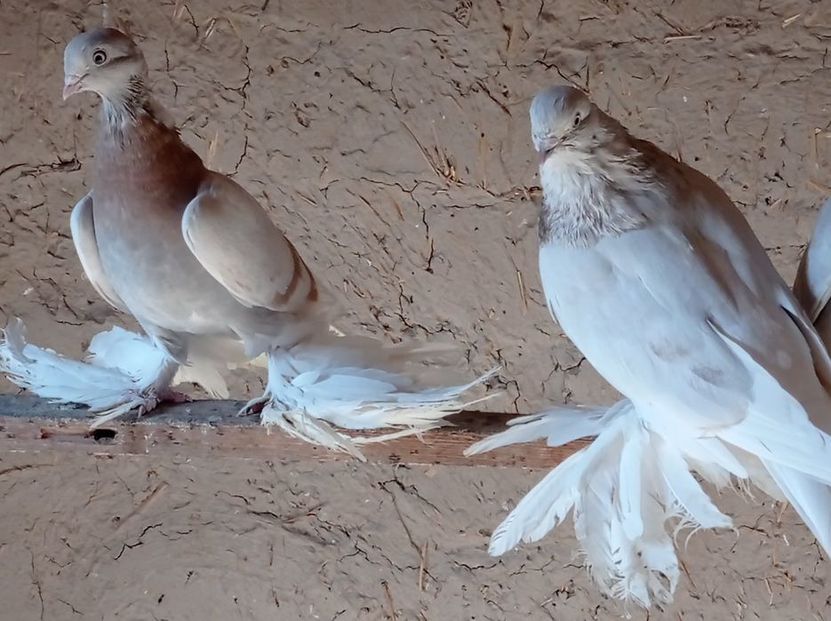 Продаются молодые голуби
