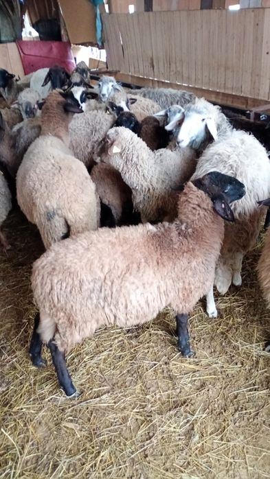 Vând oi din rasa cărăbaș+ caracul