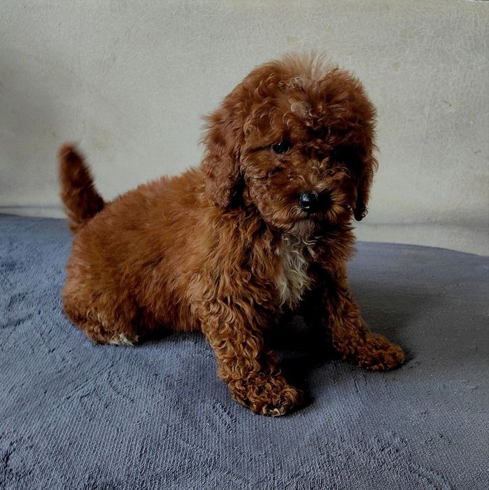 Девочка пудель, Ред Браун, 2,5 месяца