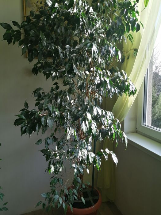 Комнатные цветы:фикус бенджамина, панданус. .