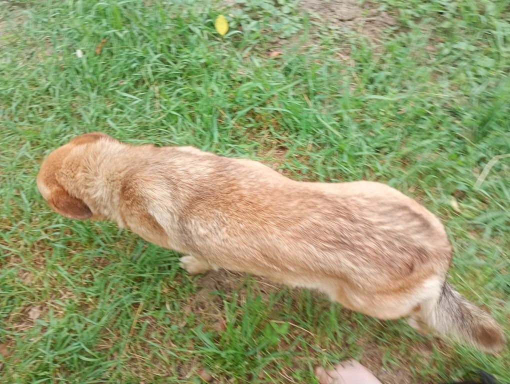 Donez câine corcit in Ciobanesc german