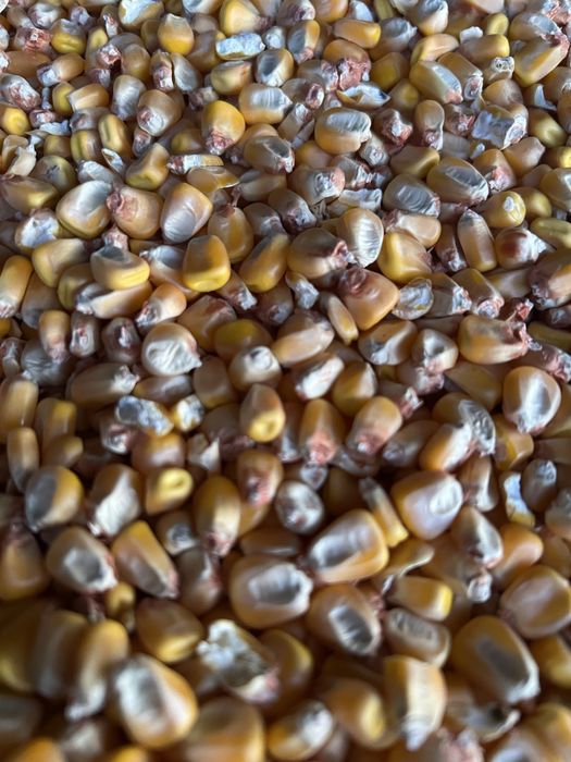 Vand porumb boabe, 1.3 lei/ kg, asigur transport!!!