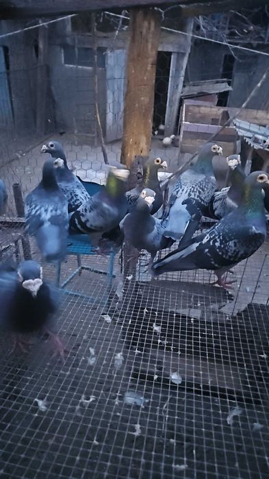 Porumbei voiajori