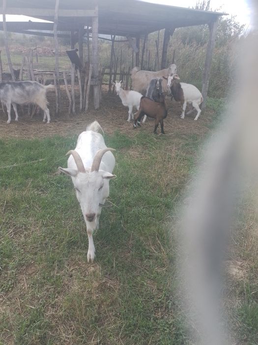 Vand capre cu iezi