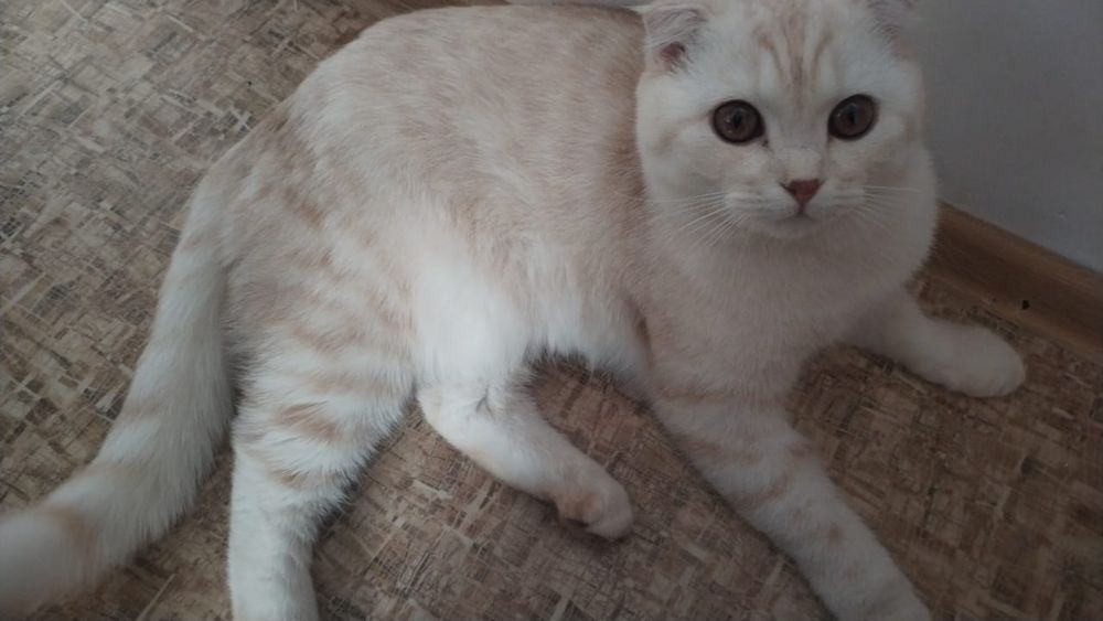 Вязка кота на нашей территории