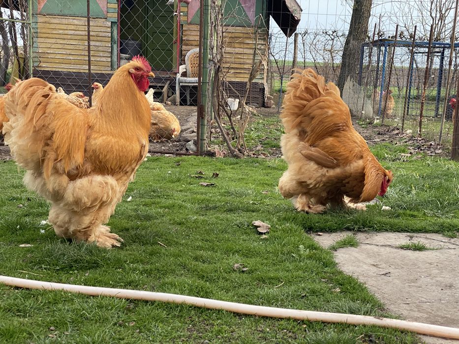 Vand schimb cocoș  rasa Conchinchina si pui de anul acesta .