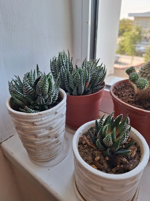 Цветы домашние. .