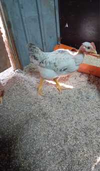 Pui de găină Kabir rasa premium de carne și oua