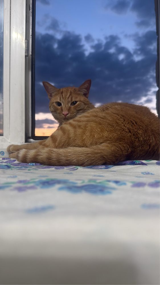 Кошка ,Кот Зингер (Усыновите их быстро,  пожалуйста)