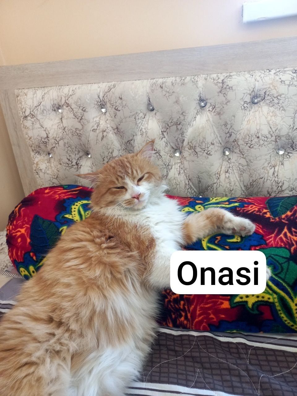 Uch oyli O'GIL turetiskiy Angora mushuklar hadyaga