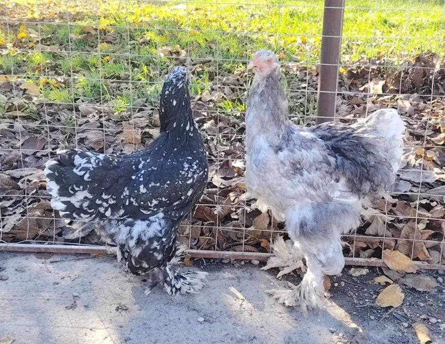 Perechi brahma diverse culori