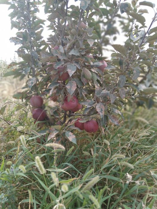 Продается участок / жер сатылады. Готовый бизнес/дайын кәсіп. ИЖС. ЛПХ