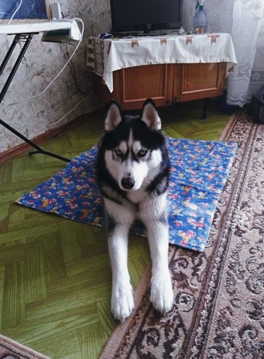 ХАСКИ девочка Породистый  Щенок