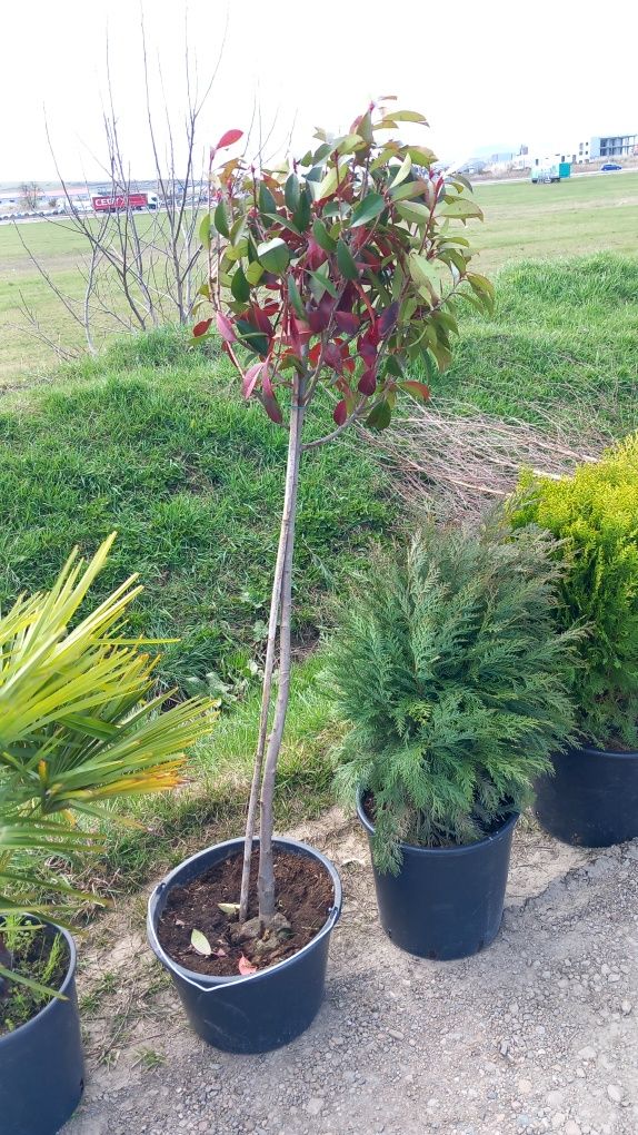 Vindem plante ornamentale/ Amenajări grădini de la A la Z tuia mesteac