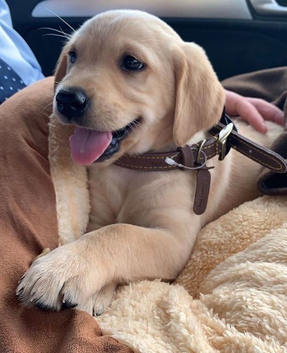 Labrador Retriever Auriu si Negru – 8 săptămâni, Mascul si Femela