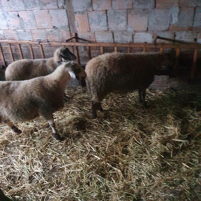 Агнета на 7 месеца – по договаряне (на килограм)