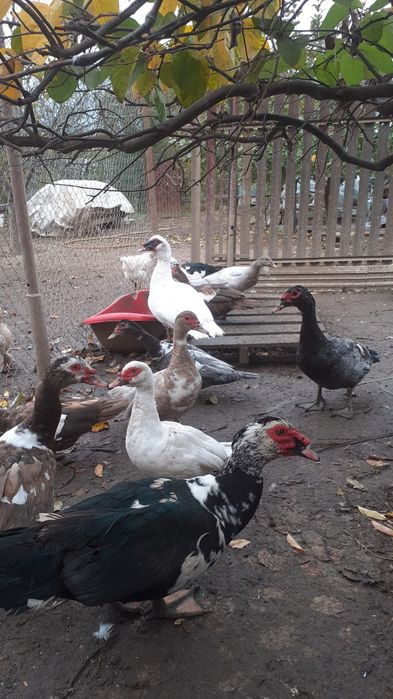 Rațe lesesti de vânzare.