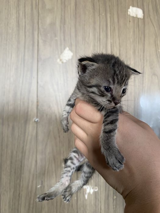 Отдам в хорошие руки