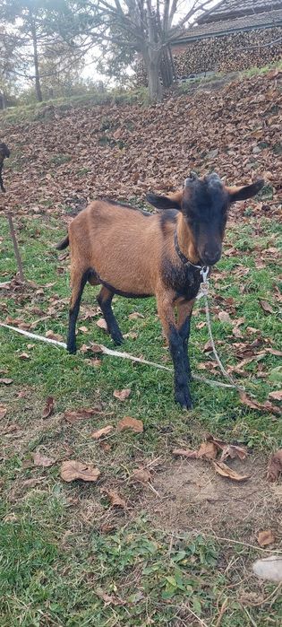 Vând țapi rasa Alpina Franceza