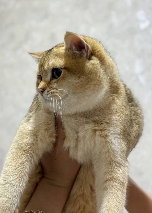 Взяка!! Британская золотистая шинишилла