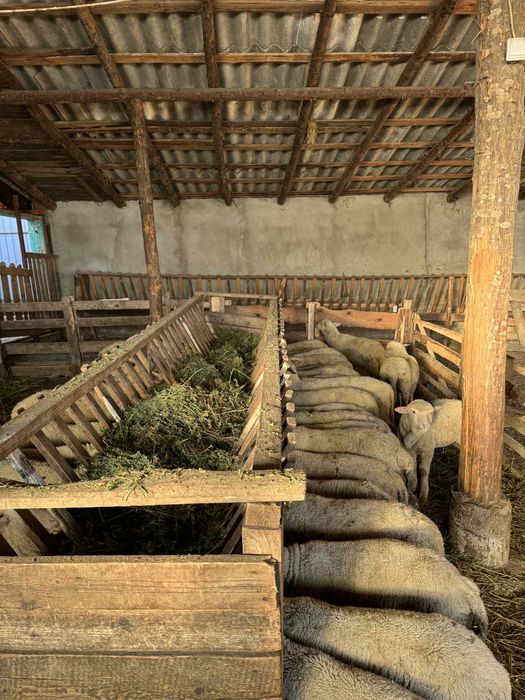 Vand miei /berbecuti