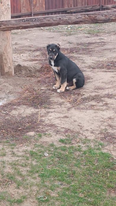 Сабур младший сатылады .