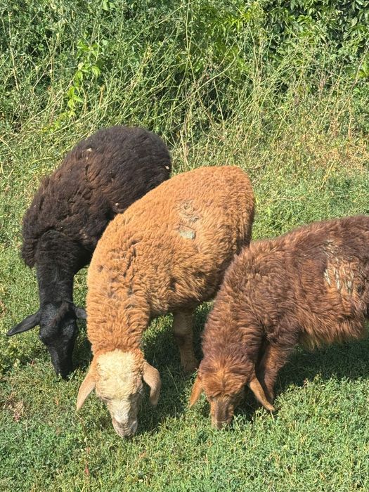 Токты сатамын овца продом